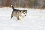 ALASKAN MALAMUTE 285